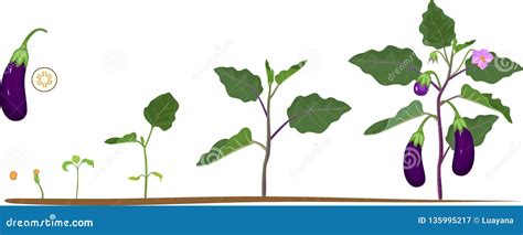 Life Cycle Of Eggplant Growth Stages From Seeding To Flowering And