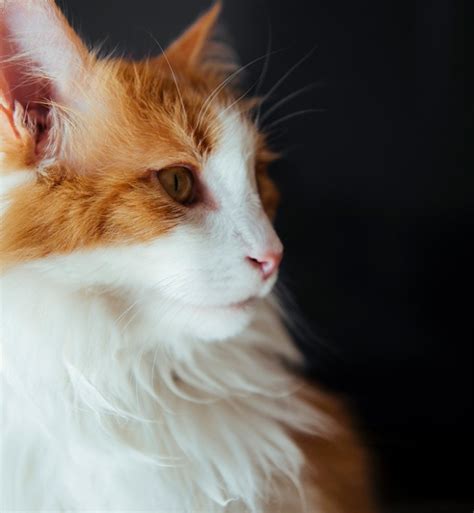 15 Orange Cat Breeds You Should Know – PureWow