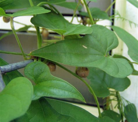 Dioscorea Batatas Cinnamon Vine Chinese Yam 5 Bulbettes