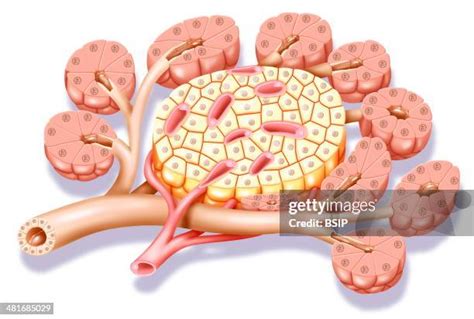 Pancreas Beta Cells Photos and Premium High Res Pictures - Getty Images
