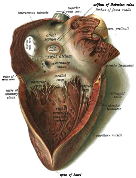 Interatrial Septum Fossa Ovalis