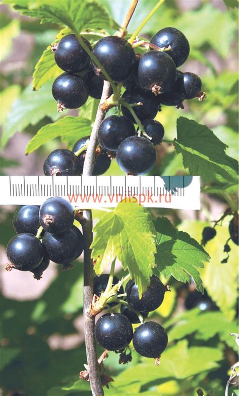 Смородина черная, Сорт Соловьиная Ночь - ФГБНУ ВНИИСПК