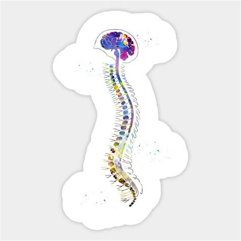 brain  spinal cord sticker