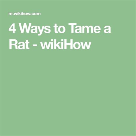 How To Tame A Rat With Pictures Wikihow Rats Pet Rodents Pet Rats