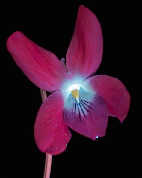 Ultraviolet Photography Reveals The Unexpected Fluorescence Of Flowers