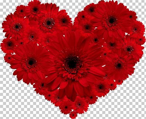 Transvaal Daisy Flower Red Heart Valentine S Day Png Clipart Annual