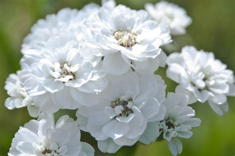 weisse blumen foto bild pflanzen pilze flechten blueten