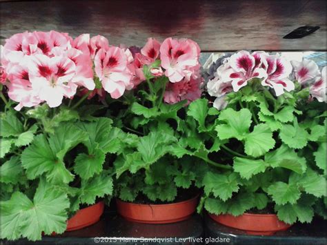 Lev livet gladare: Första engelska pelargonen