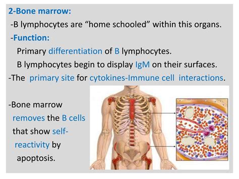 PPT - Lymphoid Tissues and Organs: PowerPoint Presentation, free download - ID:5410962