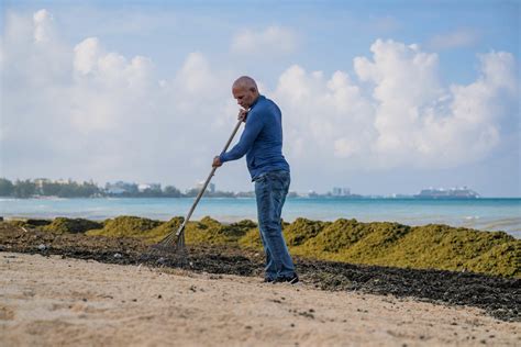 Seaweed Swamps Seven Mile Beach Cayman Compass