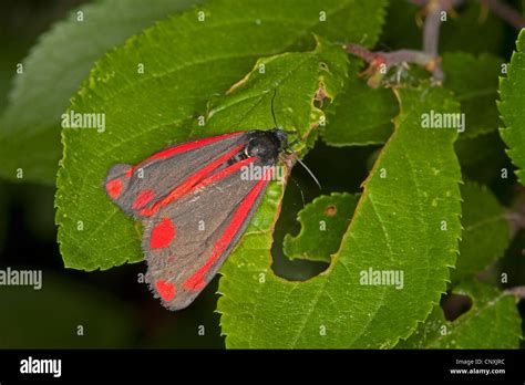 Cinnabar Moth Tyria Jacobaeae Sitting On An Leaf Germany Stock