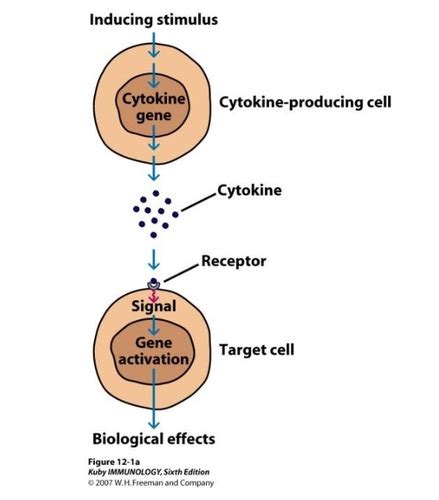 Cytokines, chemokines and their receptors Flashcards | Quizlet