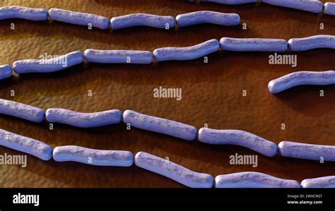 Anthrax Is A Fatal Bacterial Disease Caused By The Bacillus Anthracis