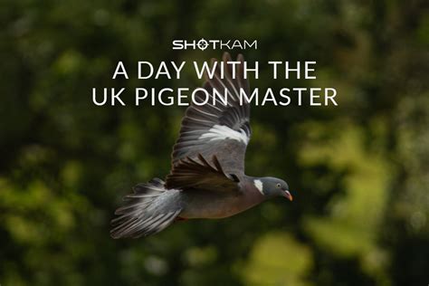 Master Pigeon Shooting: Top Tips & Techniques – ShotKam — USA