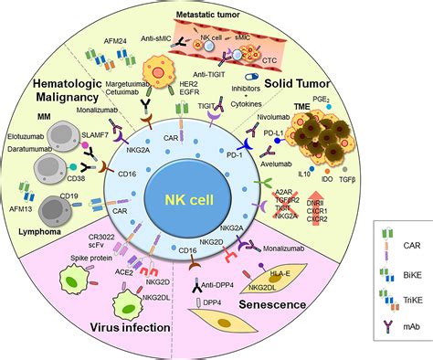 Frontiers Understanding NK Cell Biology For Harnessing NK Cell