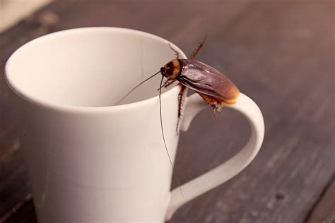 Cockroach Infestation: Signs and Prevention