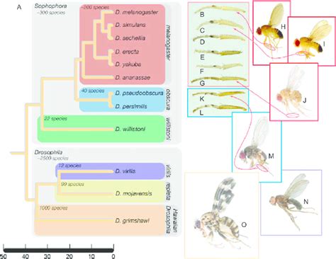 A Phylogenetic Relationships Of The 12 Fully Sequenced Drosophila