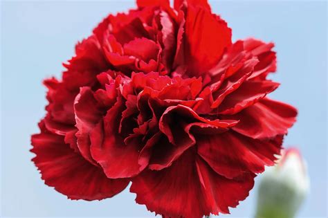 national flower of spain 6