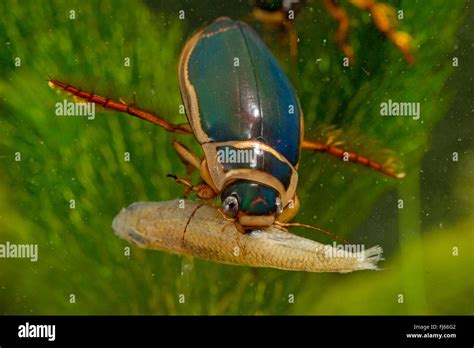 Great Diving Beetle Dytiscus Marginalis Male Feeding On A Dead