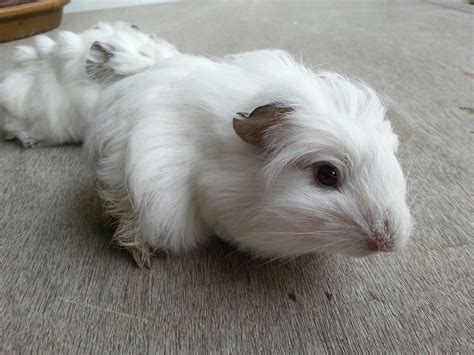 littlefurryones: August White Guinea Pig babies - ADOPTED