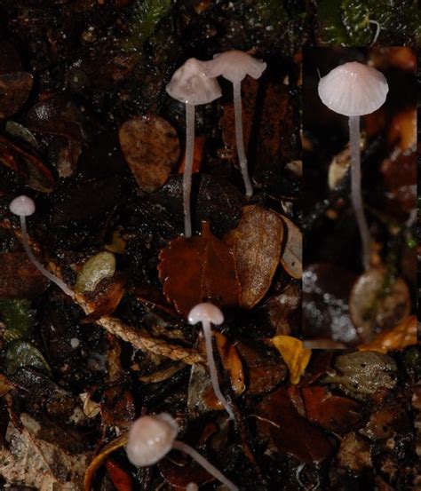 Virtual Mycota Mycena Sp Mt Holdsworth Pdd