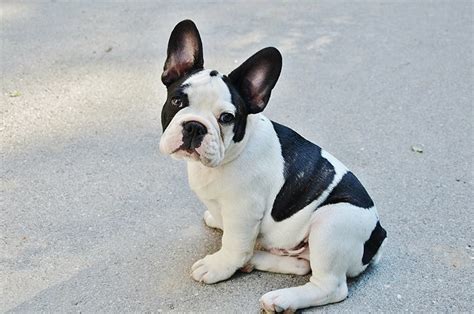 French Bulldog Price – What Does a Frenchie Cost? – My Dog's Name