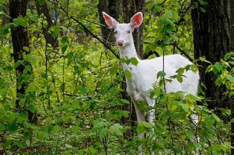 Albino White Tailed Deer Of Boulder Junction Wisconsin