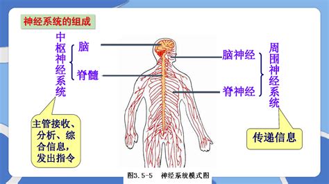 人教版七年级生物下册4．6．2 《神经系统的组成》课件 （共28张ppt） 21世纪教育网