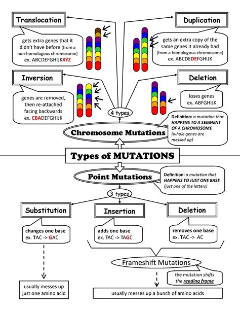 Types Of Mutations Worksheet