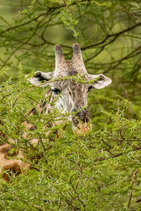 Giraffe In Front Amboseli National Park Kenya Stock Image Image Of