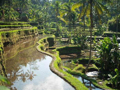 Premium Photo | Landscape of rice terraces in bali, indonesia