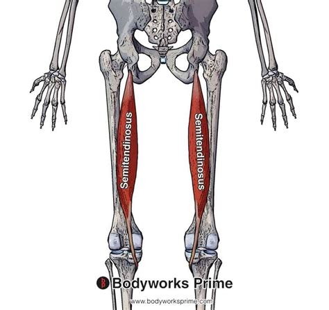 Semitendinosus Muscle Anatomy - Bodyworks Prime