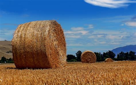 Hay stock on dried grass field HD wallpaper | Wallpaper Flare