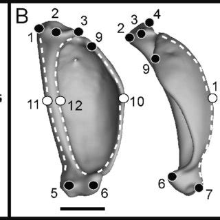 Landmarks Used In Geometric Morphometric Analyses A Two Dimensional