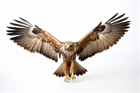 Premium AI Image | a bird of prey with its wings spread