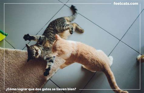 Consejos Para Lograr Que Dos Gatos Se Lleven Bien Feelcats