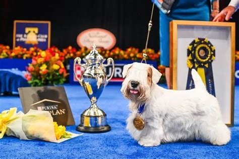 Spotlight on an American Dog Show Winner: Unveiling the Top Canine ...