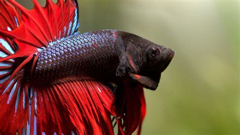 Betta Fish Wallpapers HD | PixelsTalk.Net