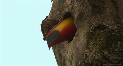 Toco Toucan GIFs - Find & Share on GIPHY