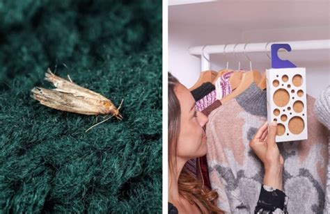 How to Get Rid of Moths - Natural Ways & Useful Tips