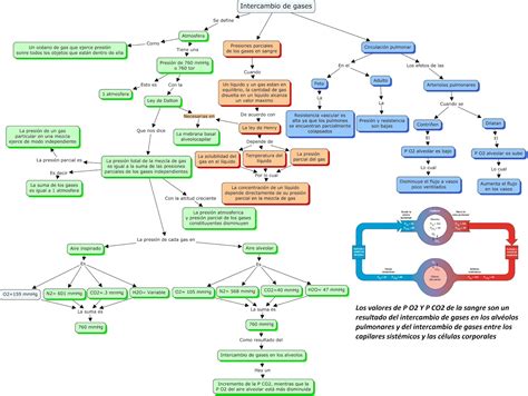 Fisiologia Basica Y Medica Mapa Conceptual De Intercambio De Gases Images