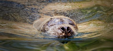 Seal Swimming River - Free photo on Pixabay - Pixabay