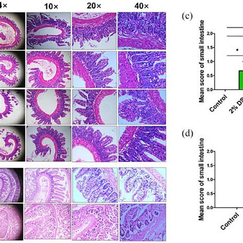 Histological Observation Of DSS Induced AEE A Representative