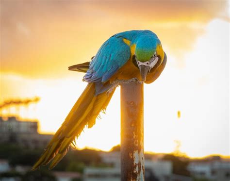 Uma arara azul e dourada senta se em um poste na frente de um pôr do