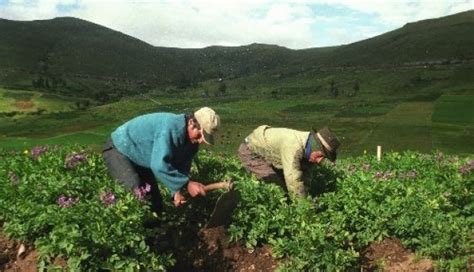 Es Minagri Proyecta Crecimiento De Para Sector Agropecuario A Fin