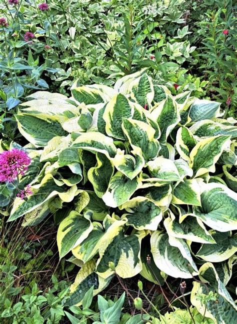 Hostas And Ferns Sun Or Shade Gardenrant