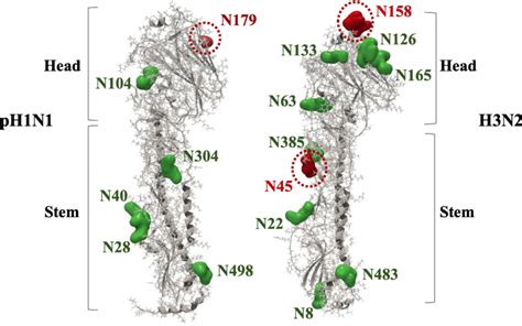 The Glycosylation Sites Of Ha Proteins Of Ph1n1 And H3n2 Viruses The