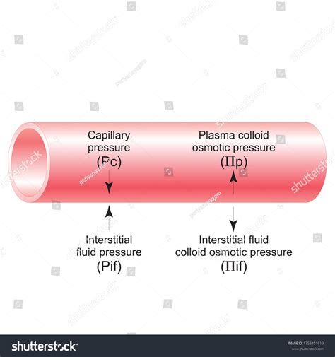 Luid Pressure Colloid Osmotic Pressure Forces Stock Illustration ...