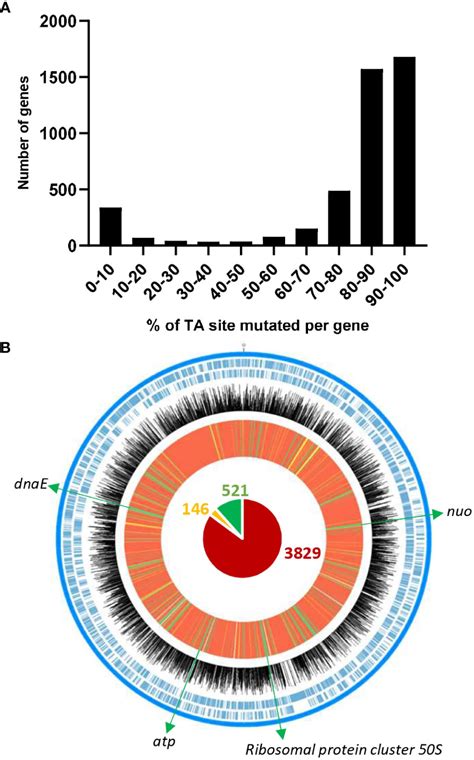 Frontiers Dissimilar Gene Repertoires Of Dickeya Solani Involved In The Colonization Of