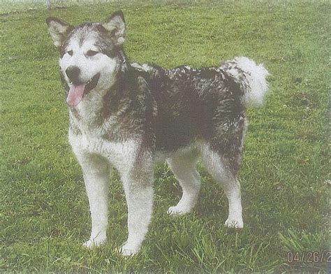 Wakon Giant Alaskan Malamutes Authentic Wakon Malamutes